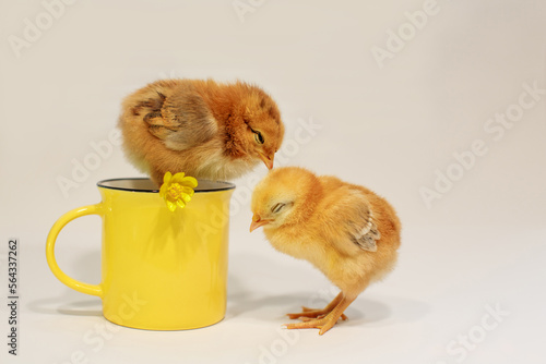 Two cute chickens are napping. One sleeps on a yellow ceramic cup with a yellow marsh marigold flower, the second sleeps standing next to it on a gray background photo