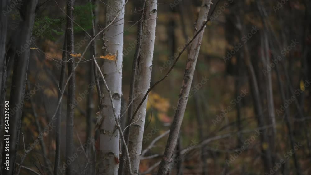 Birch Tree In Autumn Birch Tree In Autumn