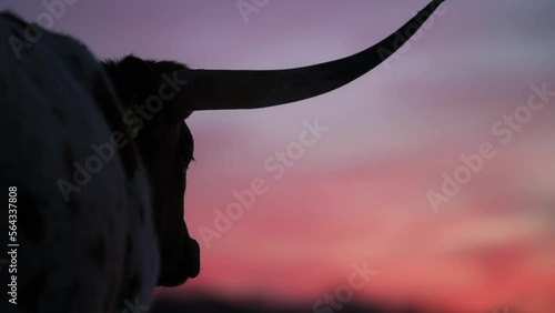 Silhouette Of A Longhorn Cow At Sunset