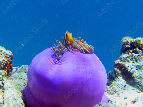 A purple Magnificent anemone (Heteractis magnifica) grows on a coral reef in Maldives. This anemone is often host to anemonefish.
