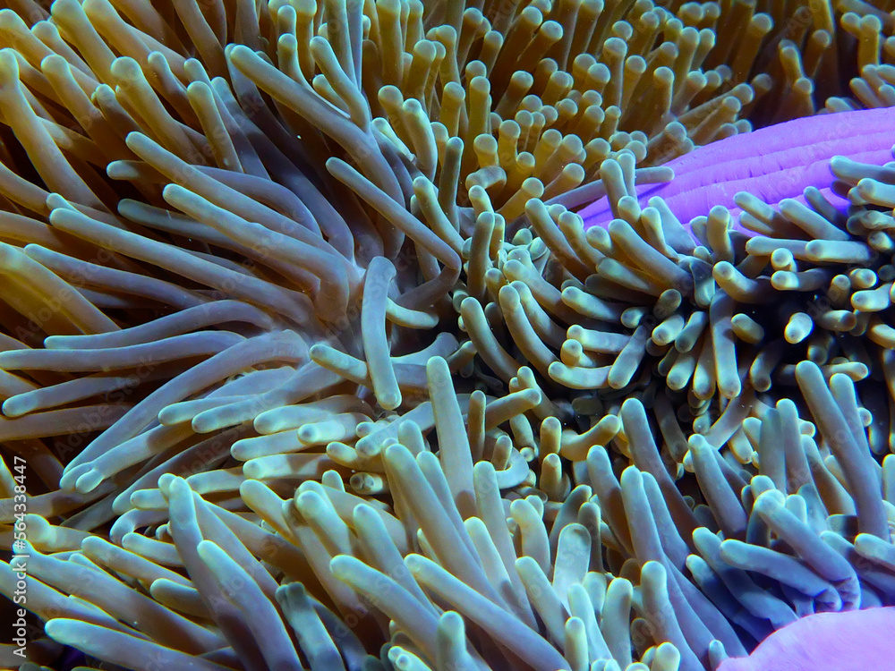 A purple Magnificent anemone (Heteractis magnifica) grows on a coral reef in Maldives. This anemone is often host to anemonefish. A purple Magnificent anemone (Heteractis magnifica) grows on a coral reef in Maldives. This anemone is often host to anemonefish.