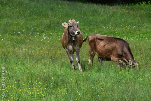 Kühe auf der Weide