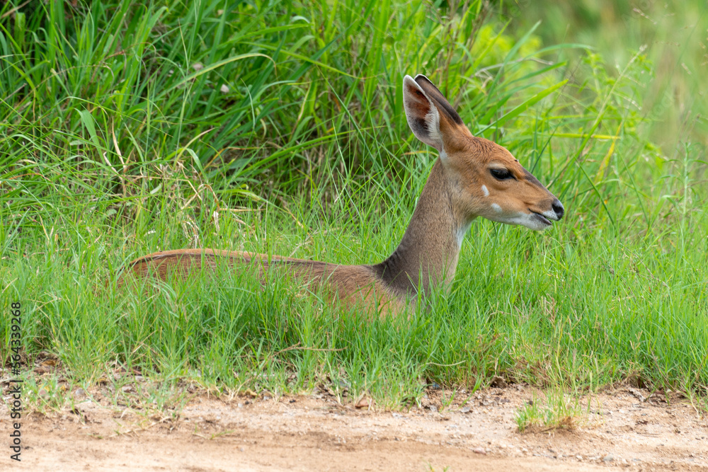 Obraz premium Céphalophe de Grimm, Sylvicapra grimmia