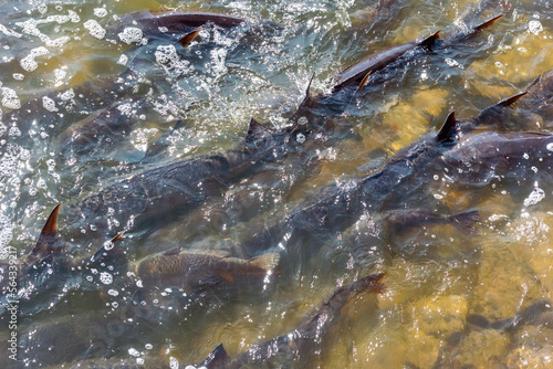 Sturgeon Spawing On Fox River In Spring At De Pere, Wisconsin