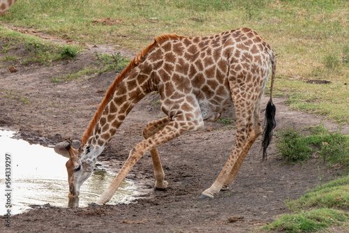 Fototapeta Naklejka Na Ścianę i Meble -  Girafe, Giraffa Camelopardalis, Parc national Kruger, Afrique du Sud