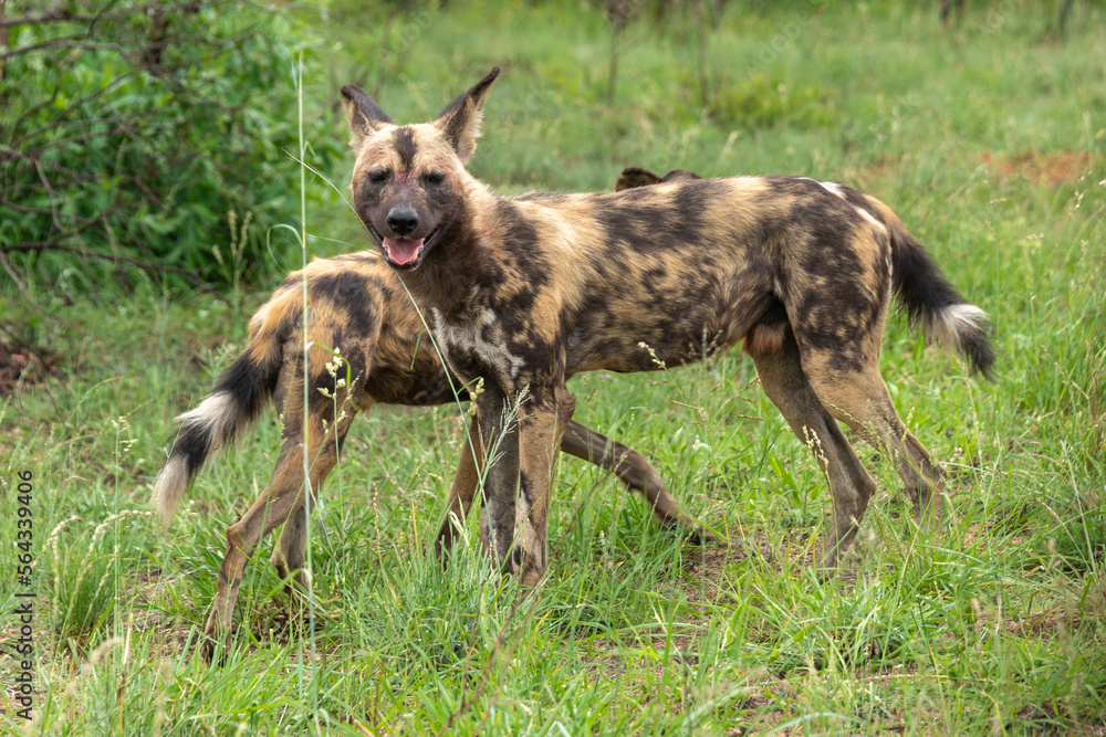 Fototapeta premium Lycaon, Lycaon pictus, Afrique du Sud