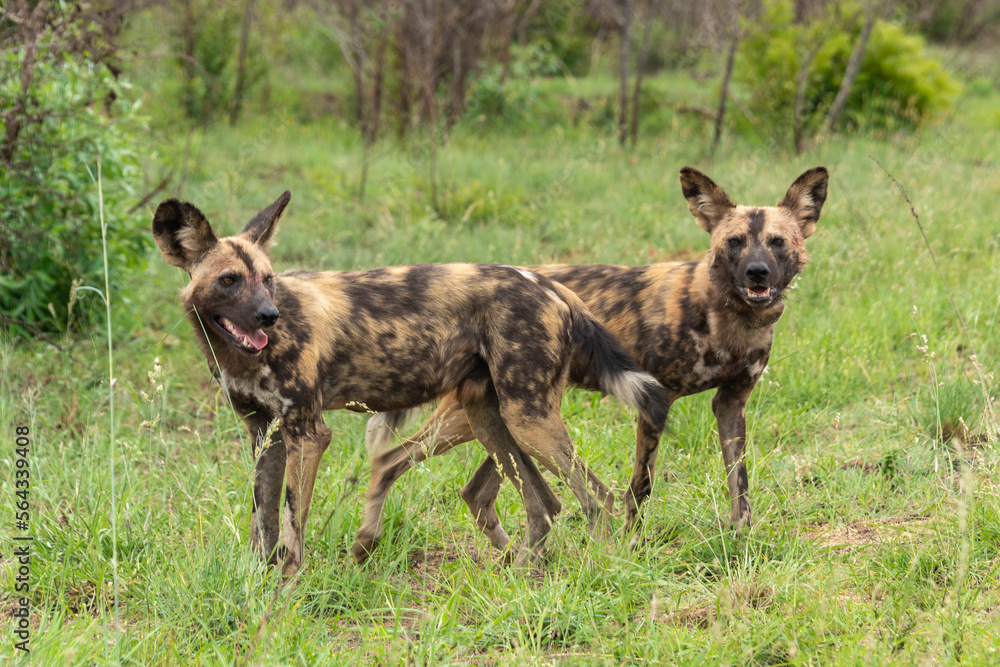 Lycaon, Lycaon pictus, Afrique du Sud Lycaon, Lycaon pictus, Afrique du Sud