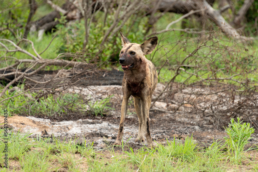Fototapeta premium Lycaon, Lycaon pictus, Afrique du Sud