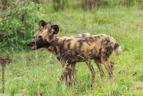 Lycaon, Lycaon pictus, Afrique du Sud