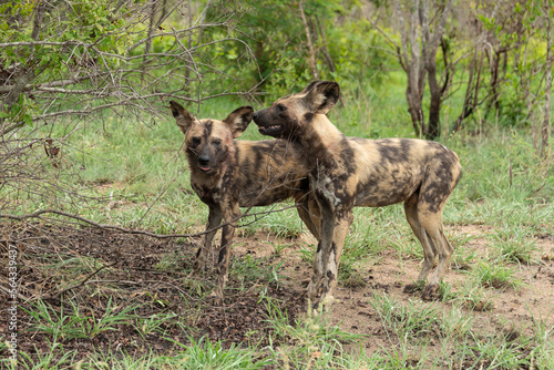 Lycaon, Lycaon pictus, Afrique du Sud