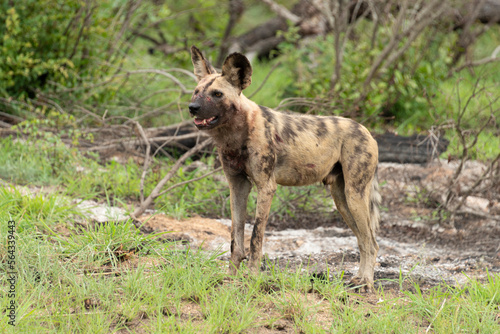 Lycaon, Lycaon pictus, Afrique du Sud