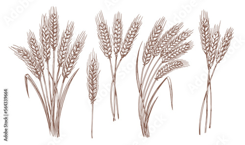 Whole stalks wheat ears spikelets with grains. Design element for bakery or flour. Organic vegetarian farm food vector
