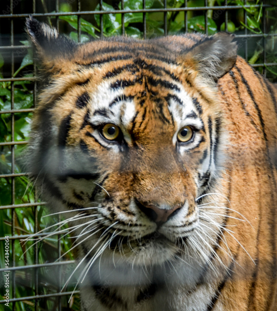 Fototapeta premium portrait of a tiger