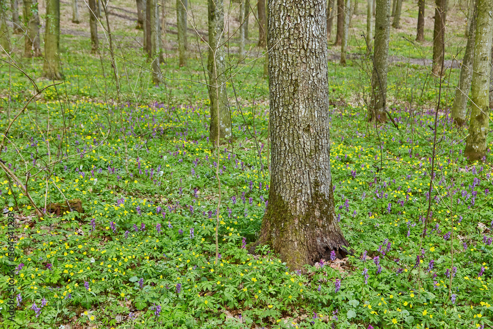 Spring flowers In the forest. Spring flowers In the forest.