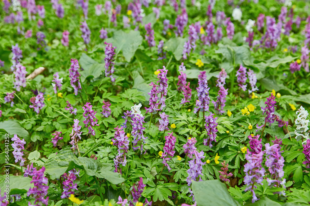 Obraz premium Spring flowers In the forest.