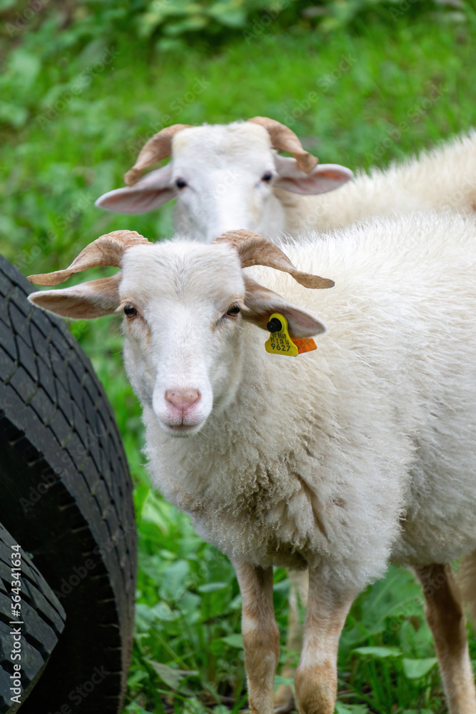 Two white sheep looks into the frame