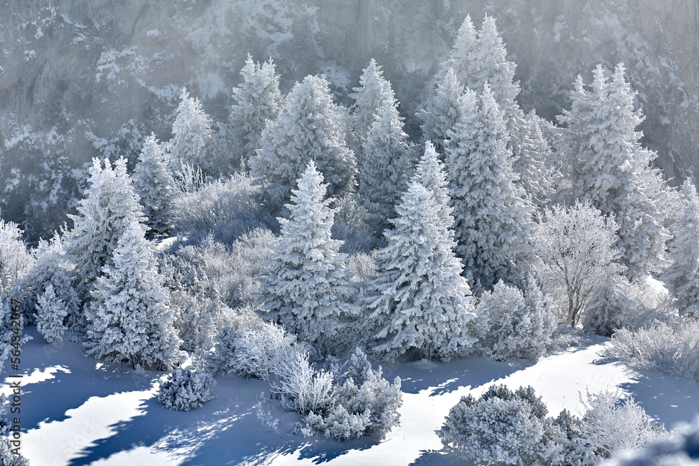 Wald im Winter. Landschaft mit verschneiten Bäumen 