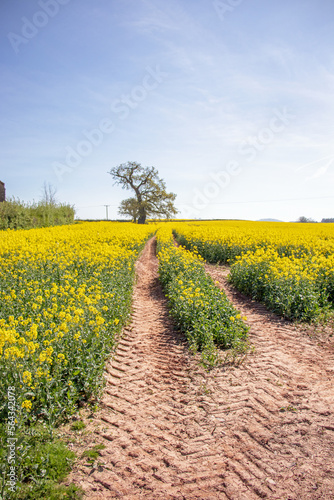 Summertime country canola in the UK.