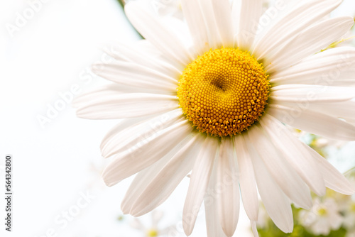 Fototapeta Naklejka Na Ścianę i Meble -  White daisy chamomile flower. Creative lifestyle, summer, spring concept. Copy space, flat lay, top view.