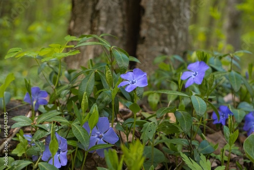 common periwinkle subshrub blue flower, blur forest tree background, feeling wildlife and nature concept, peace and freedom, victory of life over death symbol, spring awakening ecotourism header photo