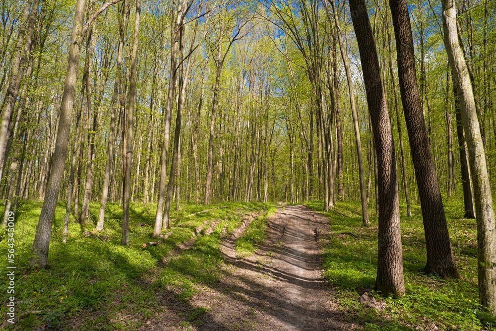 Obraz premium forest thickets dirt road, truck and bicycle tyre tracks, popular mountain bike sport route, spring flower vegetation, tree trunk light shadow rhythm texture, human impact seasonal active rest concept