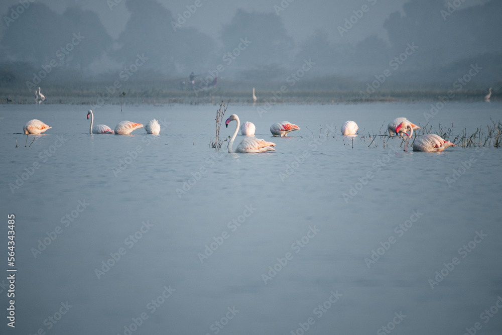 Obraz premium flock of flamingos. phoenicopterus roseus. Wallpaper with Flamingos on the Lake. Lake landscape and mountains. Morning fog and nature. Indian Wildlife