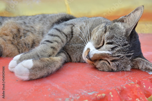 Fototapeta Naklejka Na Ścianę i Meble -  cat sleeping