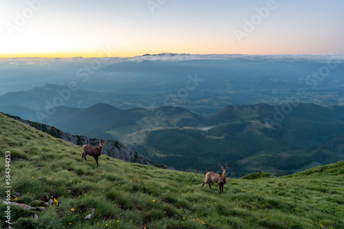 Two chamois before sunrise with haze from the Piatra Craiului mountain range in the Romanian Carpathians with mountains in the background