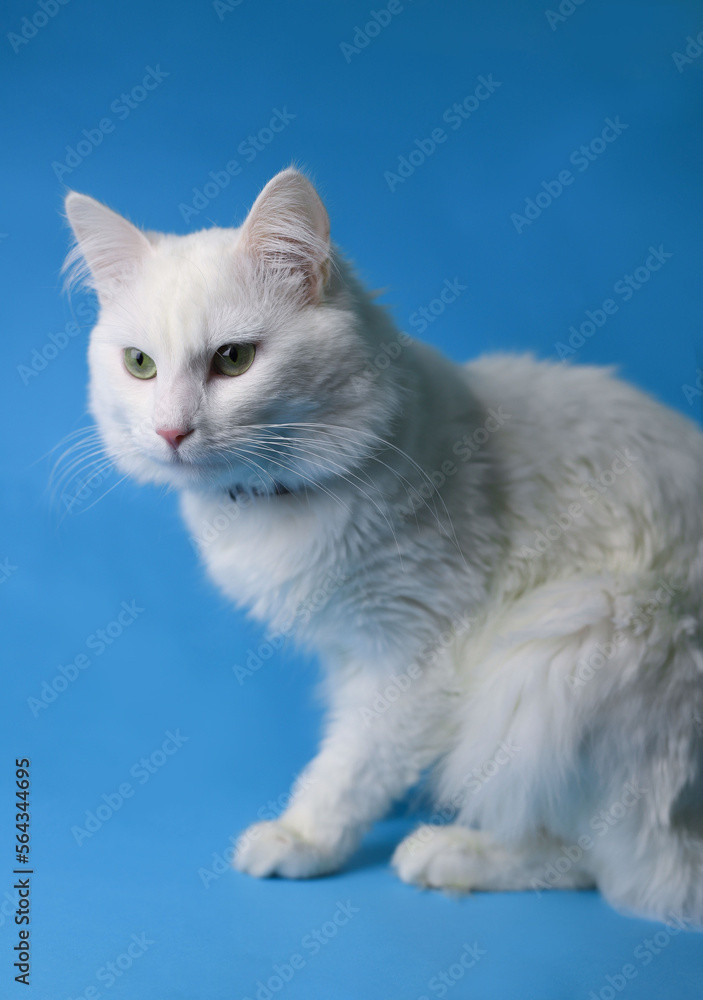 on a blue background sits a white fluffy pet cat with green eyes and a pink nose in a black collar. for splash screens, labels, flyers, store banners, pet store advertisements