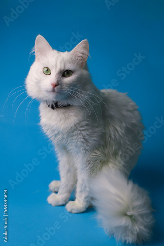 on a blue background sits a white fluffy pet cat with green eyes and a pink nose in a black collar. for splash screens, labels, flyers, store banners, pet store advertisements