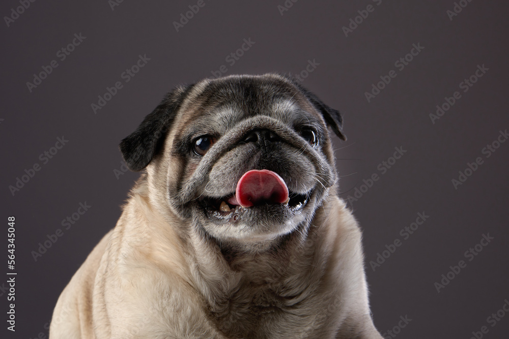 Happy dog. Funny pug on a gray background in the studio. pet indoor