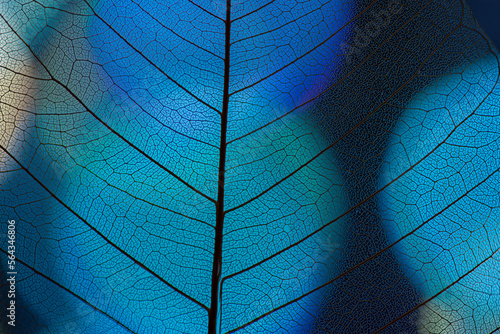 Foto leaf texture, leaf background with veins and cells