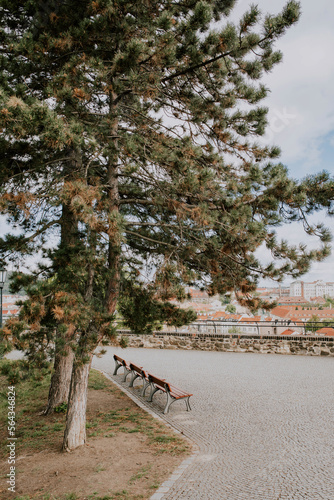 A bench in the park. A walk in the park. A big tree and a road. Visegrad. Prague