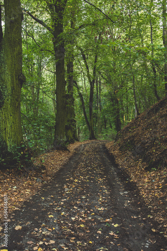 Forest Road. A road in the woods. Autumn. Forest