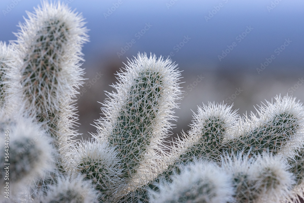 Cholla Cactus Garden Sunrise, Joshua Tree National Park, Joshua Tree, California Cholla Cactus Garden Sunrise, Joshua Tree National Park, Joshua Tree, California