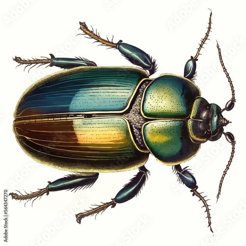 Käfer, Illustration
