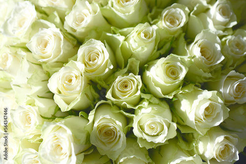 Bouquet de roses blanches en int  rieur de maison