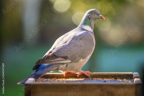 pigeon in the park