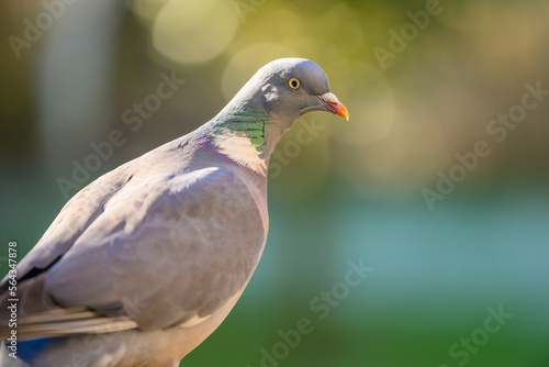 close up of a pigeon © lisa gray
