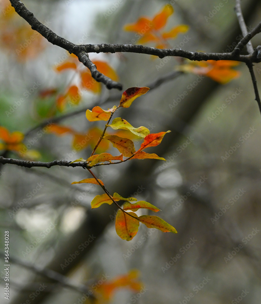 autumn leaves in the sun
