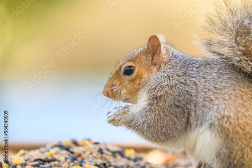 squirrel eating nut