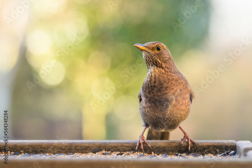 female blackbird perched on a garden bird table