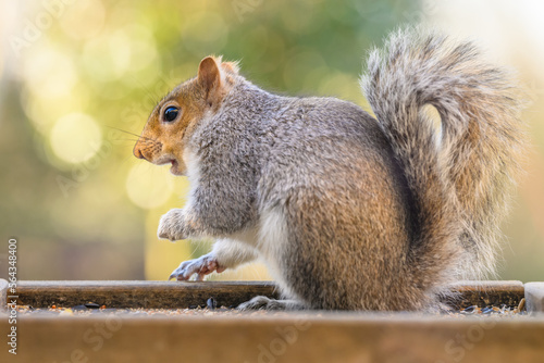 squirrel eating nut