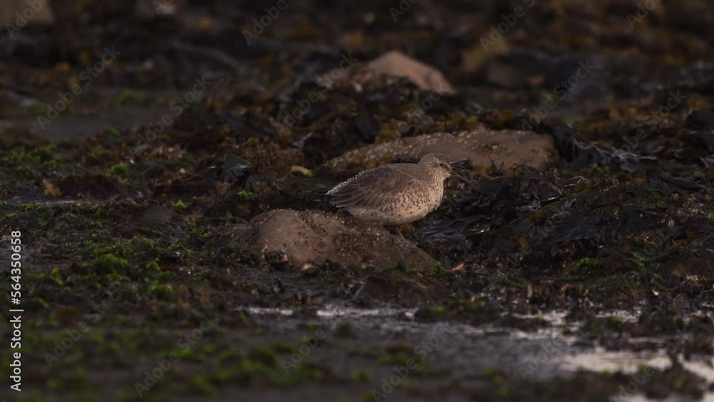 A red knot (Calidris canutus) in winter plumage foraging by the sea A red knot (Calidris canutus) in winter plumage foraging by the sea