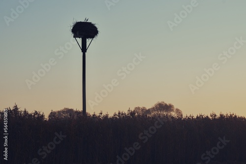 stork nest in sunrise 