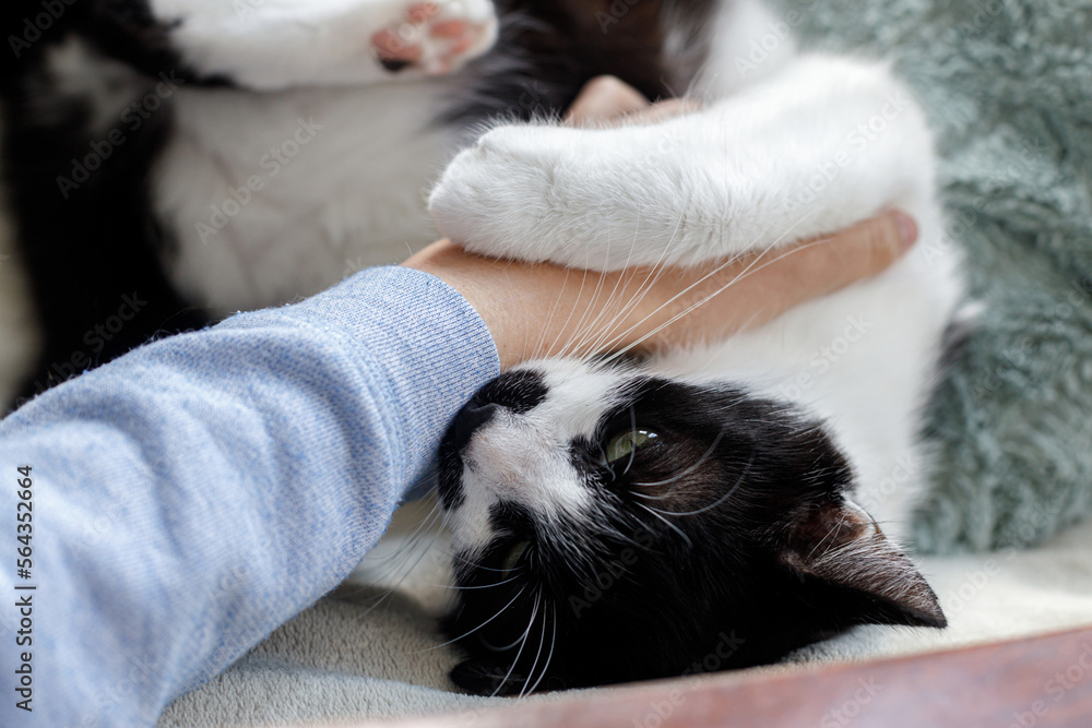 Funny cute cat biting owner hand on chair in room. Cute kitty playing with female hand on cozy pillows. Pet and bad behavior Funny cute cat biting owner hand on chair in room. Cute kitty playing with female hand on cozy pillows. Pet and bad behavior