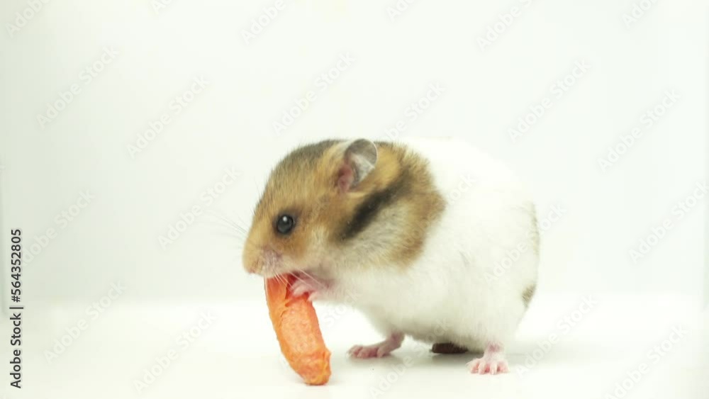 syrian hamster eats a carrot syrian hamster eats a carrot