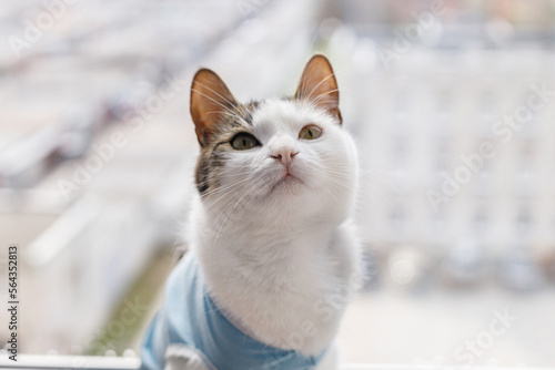 Cute cat after spaying sitting against window. Pet sterilization concept. Adorable kitty portrait in special suit bandage recovering after surgery. Post-operative Care
