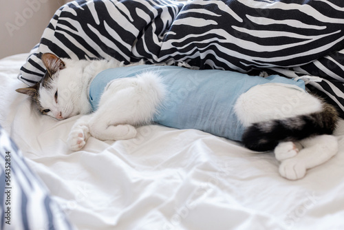 Cute cat after spaying sleeping on bed in home. Pet sterilization concept. Adorable little kitty in special suit bandage recovering after surgery. Post-operative Care