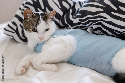 Post-operative Care after spaying. Adorable little kitty in special suit bandage recovering after surgery. Cute cat after spaying sleeping on bed in home. Pet sterilization